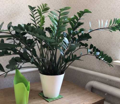 Як зрозуміти, що рослинам потрібні добрива (а коли їх краще&hellip;