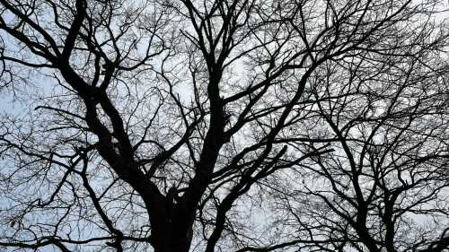 Чому дерева не гинуть взимку, адже без листя немає фотосинтезу