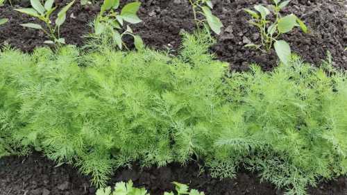 Чому кріп росте в щілинах асфальту, але чахне на грядці?