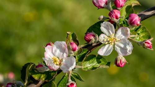 3 добрива, якими краще не підгодовувати яблуні навесні