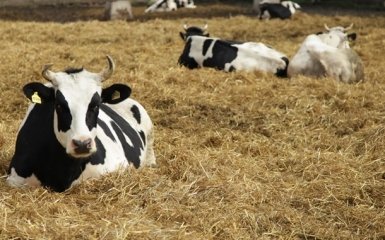 У РФ поширюється епідемія ящура — чи загрожує небезпека Україні