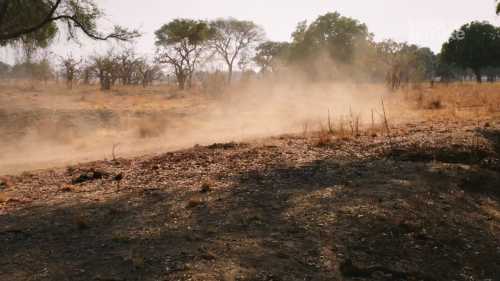 Рослини їдять пил. Без жартів