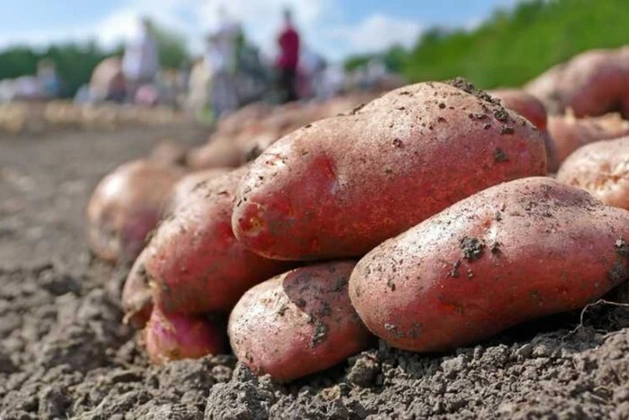 В Україні прогнозують різке подорожчання картоплі взимку