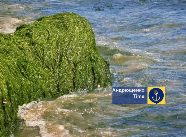 Азовське море: Травневе цвітіння та морські викиди 5 Азовське море: Травневе цвітіння та морські викиди 3