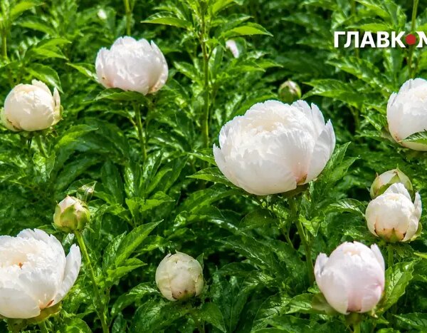Дощ та грози на Київщині та Заході: прогноз на 6&hellip;