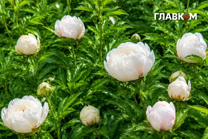 Дощ та грози на Київщині та Заході: прогноз на 6 червня 2 Дощ та грози на Київщині та Заході: прогноз на 6 червня 2