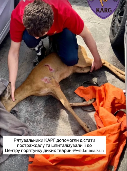 Козуля під обстрілом: поранена тварина врятована у Києві 4 Козуля під обстрілом: поранена тварина врятована у Києві 2