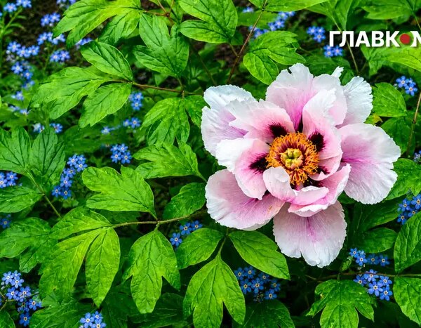 Дощі та грози в Україні 5 червня: прогноз погоди