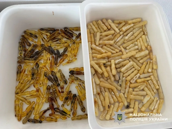 Бурштинова схема на Рівненщині: знайдено десятки кілограмів та валюту 14