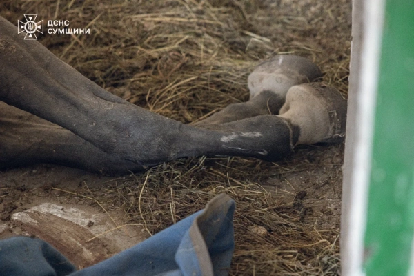 Атака на кінно-спортивну школу в Сумах: загибель тварин