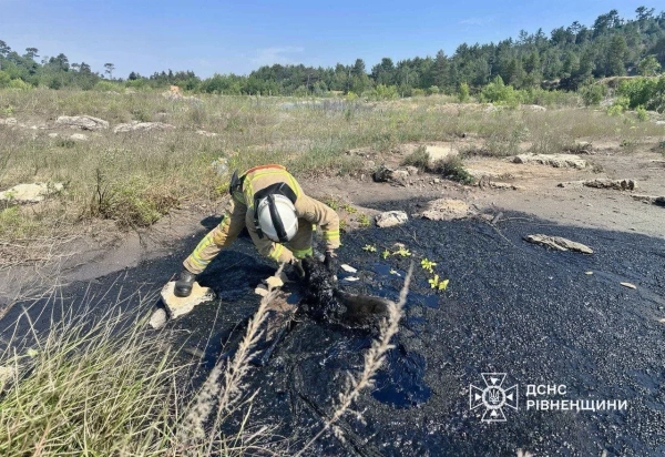 Рятувальники звільнили песика зі смоляної ями на Рівненщині 4 Рятувальники звільнили песика зі смоляної ями на Рівненщині 2