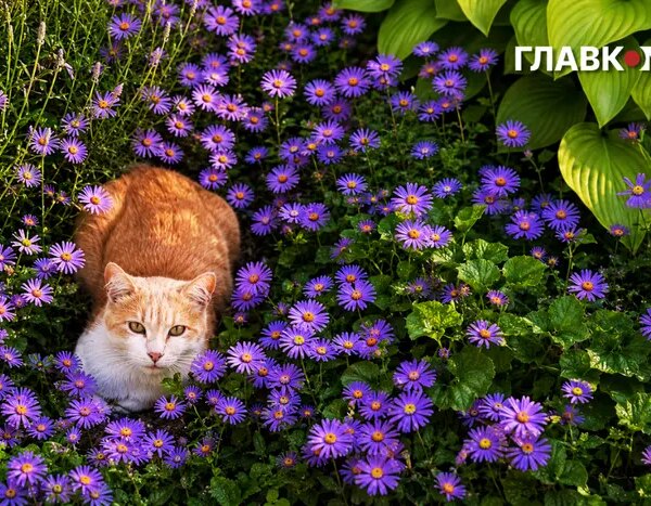 Дощі з грозами: погода на 31 травня 2026