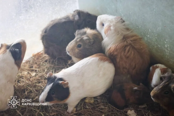 Харківський зоопарк під обстрілом: загинули тварини 9