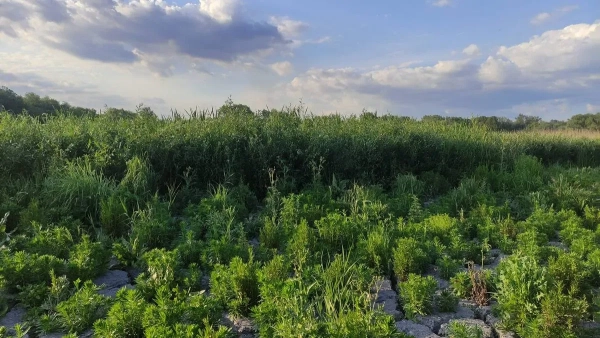 Рік після Каховської ГЕС: як вибух змінив південь України 11