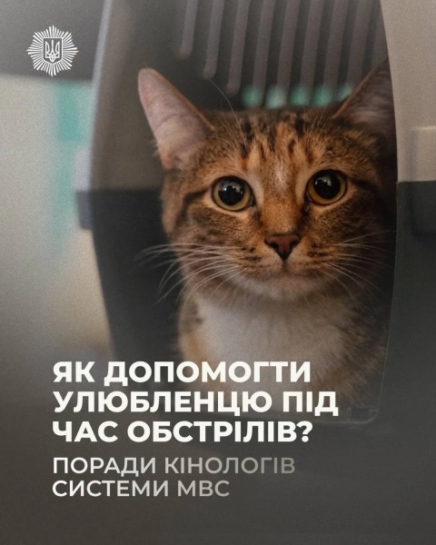 МВС: як захистити тварин від вибухів та тривог 3