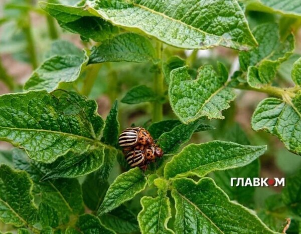 Новий засіб проти колорадського жука: розробка американських науковців