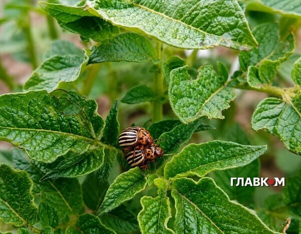 Колорадський жук зникне? Експерт про літню загрозу