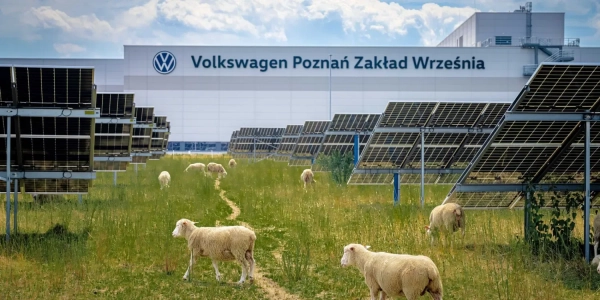 Volkswagen: 100 овець пасуться на сонячній станції