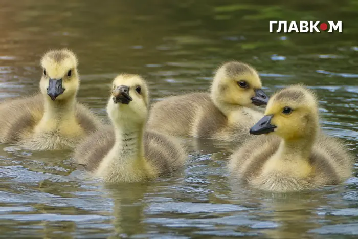 Спека до 38° в Україні не відступає: погода на 5 серпня 2026 року