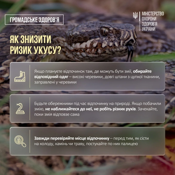 Укуси змій в Україні: 30 постраждалих, 4 дитини 8 Укуси змій в Україні: 30 постраждалих, 4 дитини 6