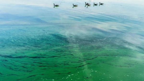 Мертве море: токсичні водорості в Балтиці. Купання заборонено
