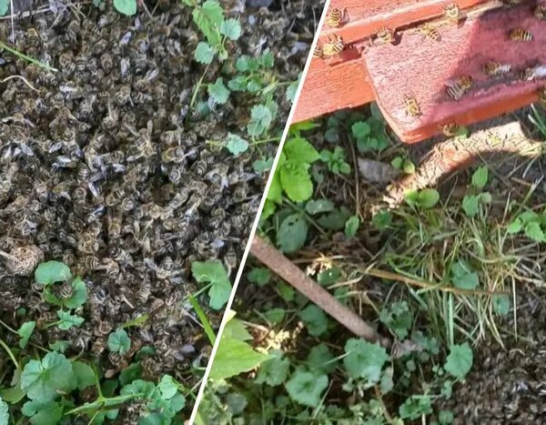 Масова загибель бджіл на Вінниччині: що відомо