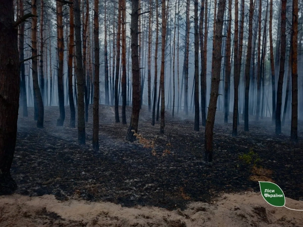84 га лісу вигоріли від ворожих атак: збитки за тиждень 9 84 га лісу вигоріли від ворожих атак: збитки за тиждень 9